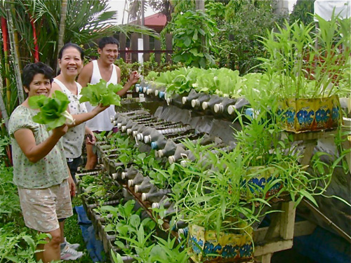 trồng rau cũng như cây ăn quả một cách dễ dàng và hiệu quả 